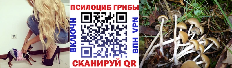 Псилоцибиновые грибы прущие грибы  Купить закладки  Видное 